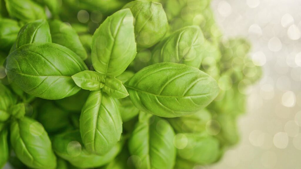 is there a basil shortage